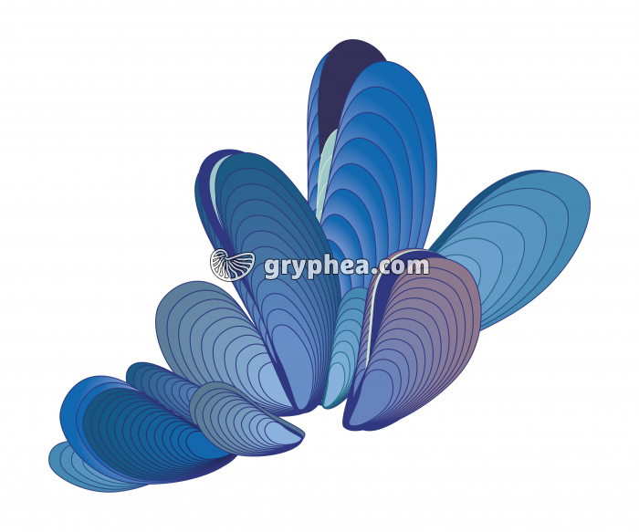 Moules (mollusques bivalves) - infographie - gryphea.com